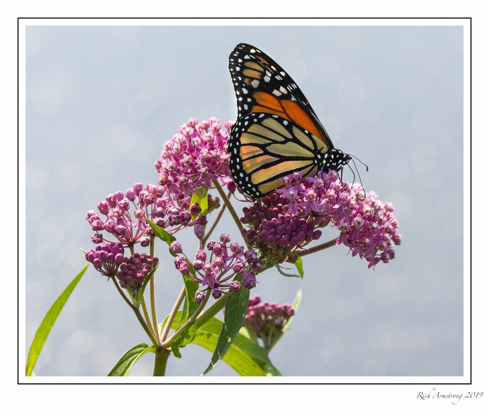 Monarch on Swamp milkweed.jpg